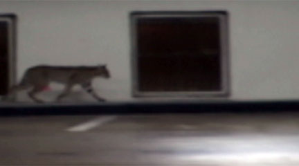 Bobcat captured in Houston parking garage | khou.com