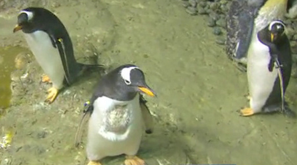 ‘Penguin Encounter' of a cool kind at Moody Gardens | khou.com