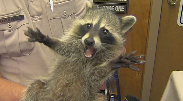 Family S Pet Raccoon Attacks Newborn In East Texas Khou Com,Grilled Pears With Cinnamon Drizzle