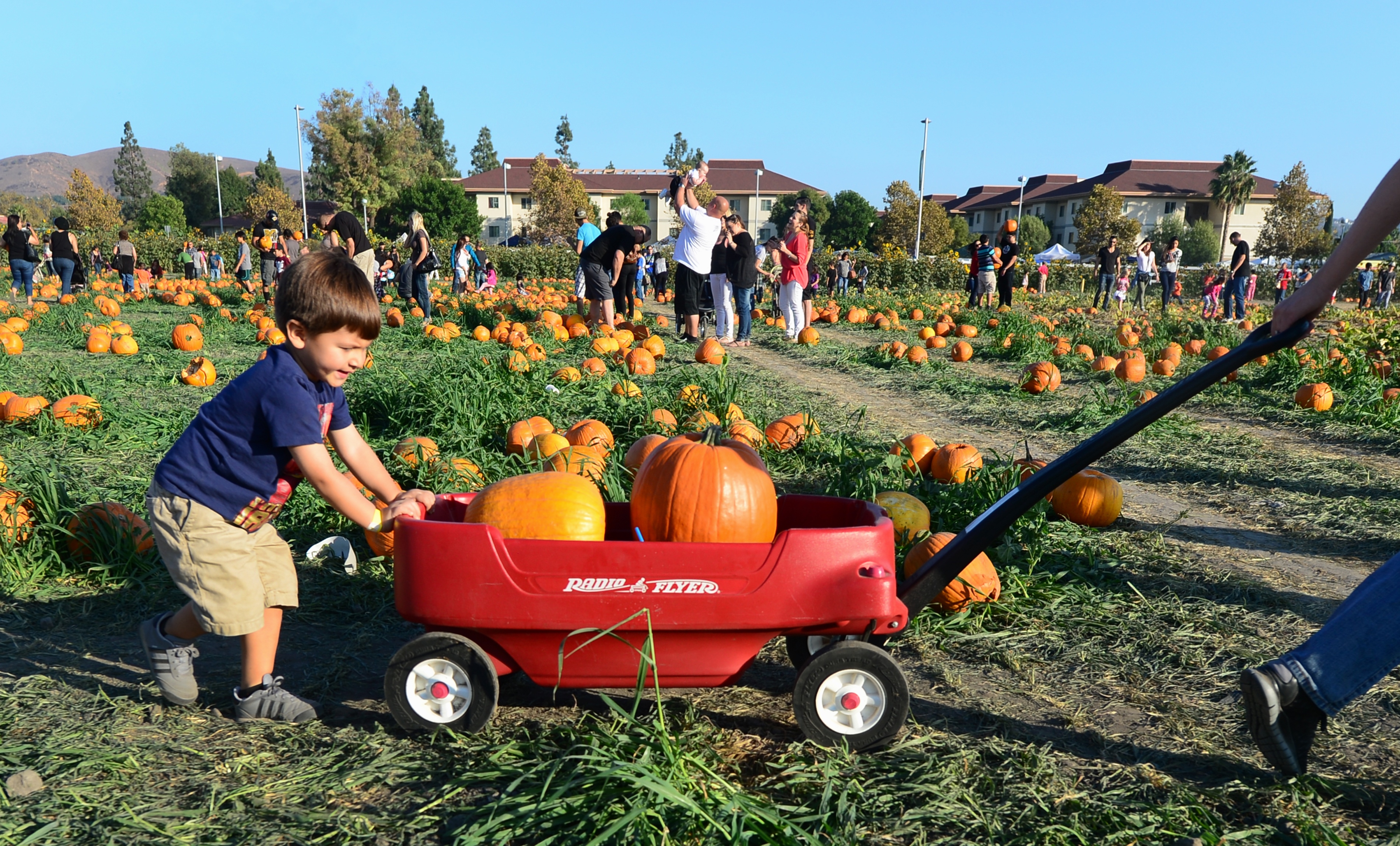 cal poly pomona pumpkin festival & pumpkin patch