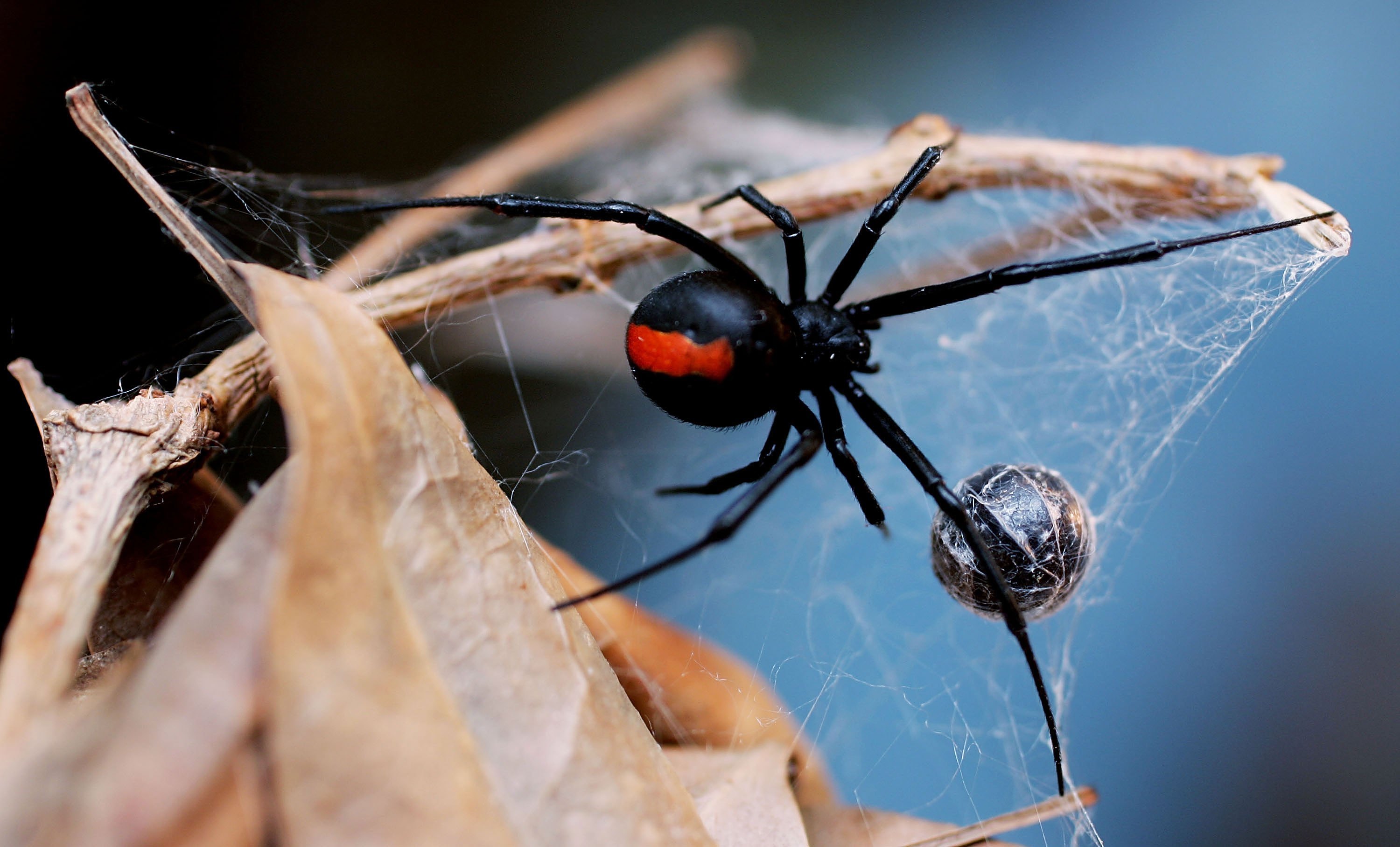 What Makes Black Widows So Deadly