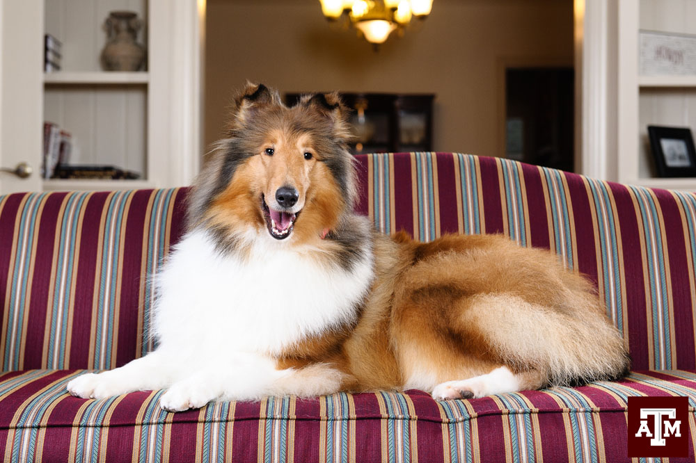 Texas A&M's first ever female mascot handler shows what it takes to care  for Reveille IX