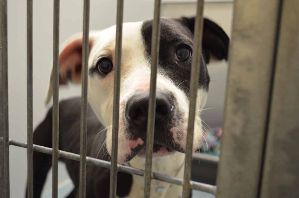 Houston's animal shelter hopes to reach historic animal save rates