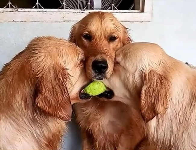 WATCH THIS Golden retrievers having tennis ball tugofwar