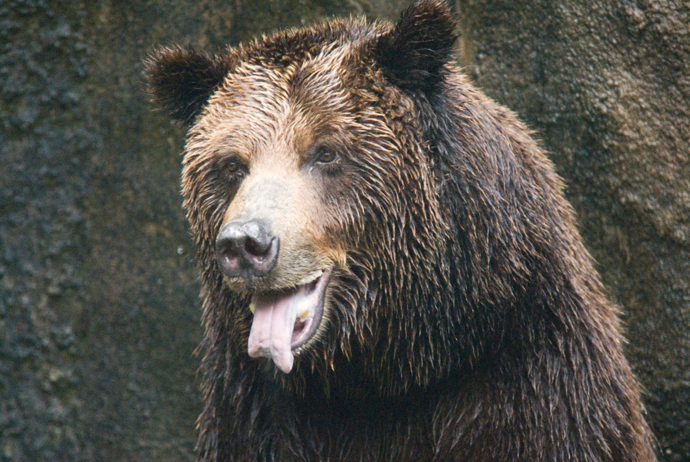 Elderly grizzly bear dies at Houston Zoo