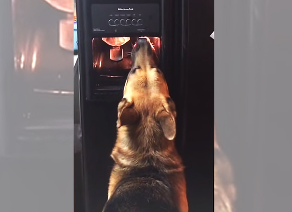Smart dog knows how to use the fridge water dispenser