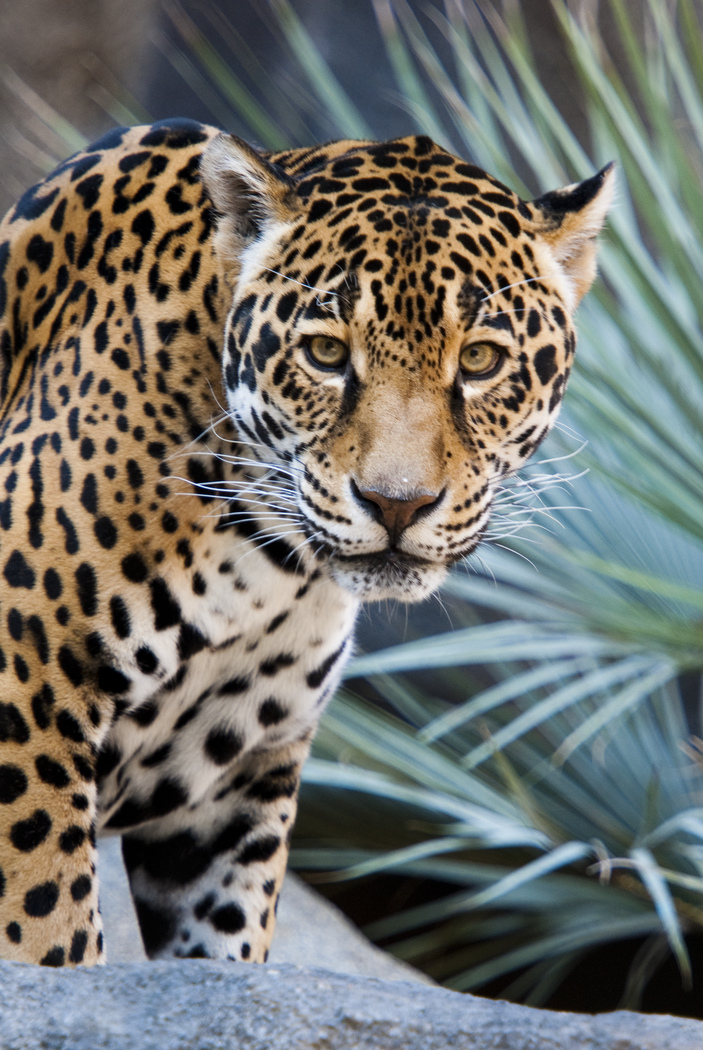 Houston Zoo euthanizes 19-year-old jaguar 
