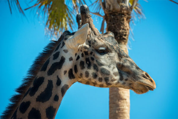 Giraffe euthanized after fall at Houston Zoo | khou.com