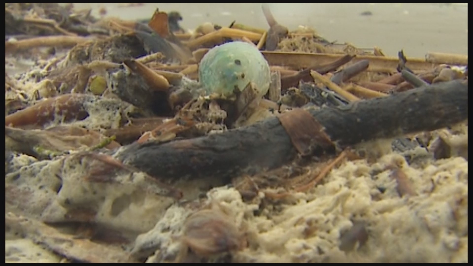 Man O'Wars washing up on Galveston beaches