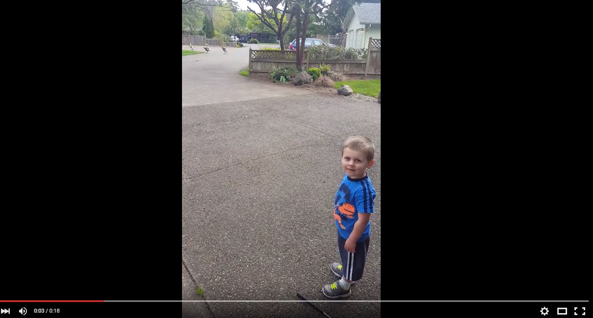 too-cute-2-year-old-talks-to-turkeys-khou