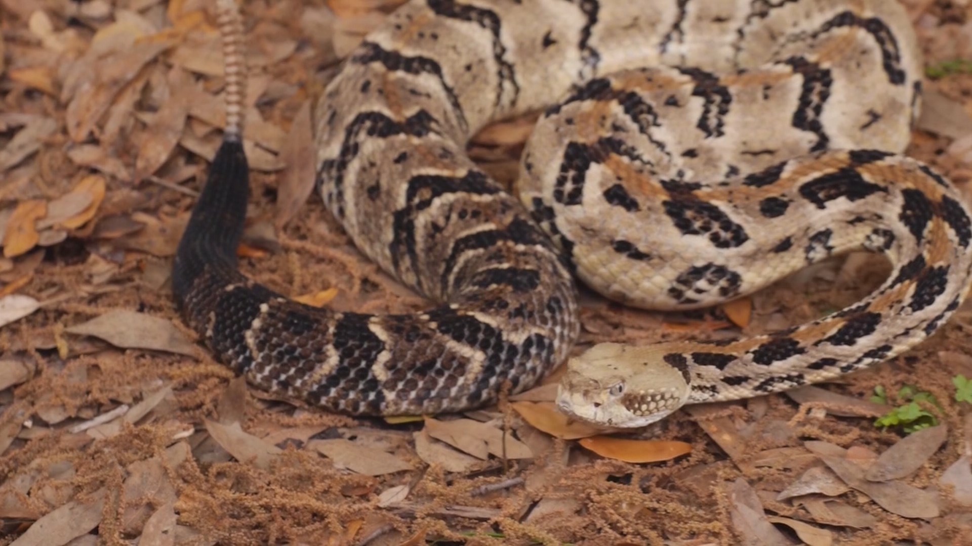 Expert Runin's with snake increases day after heavy rain