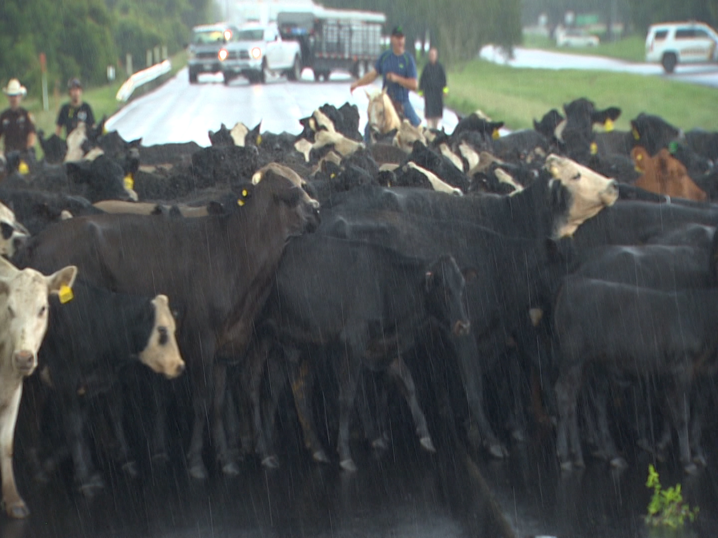 Cattle moved across Hwy 90 to higher ground