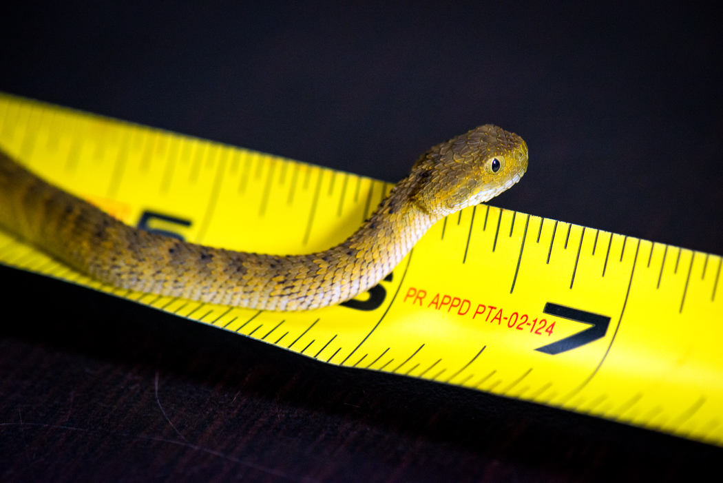 Photograph, African Bush Viper