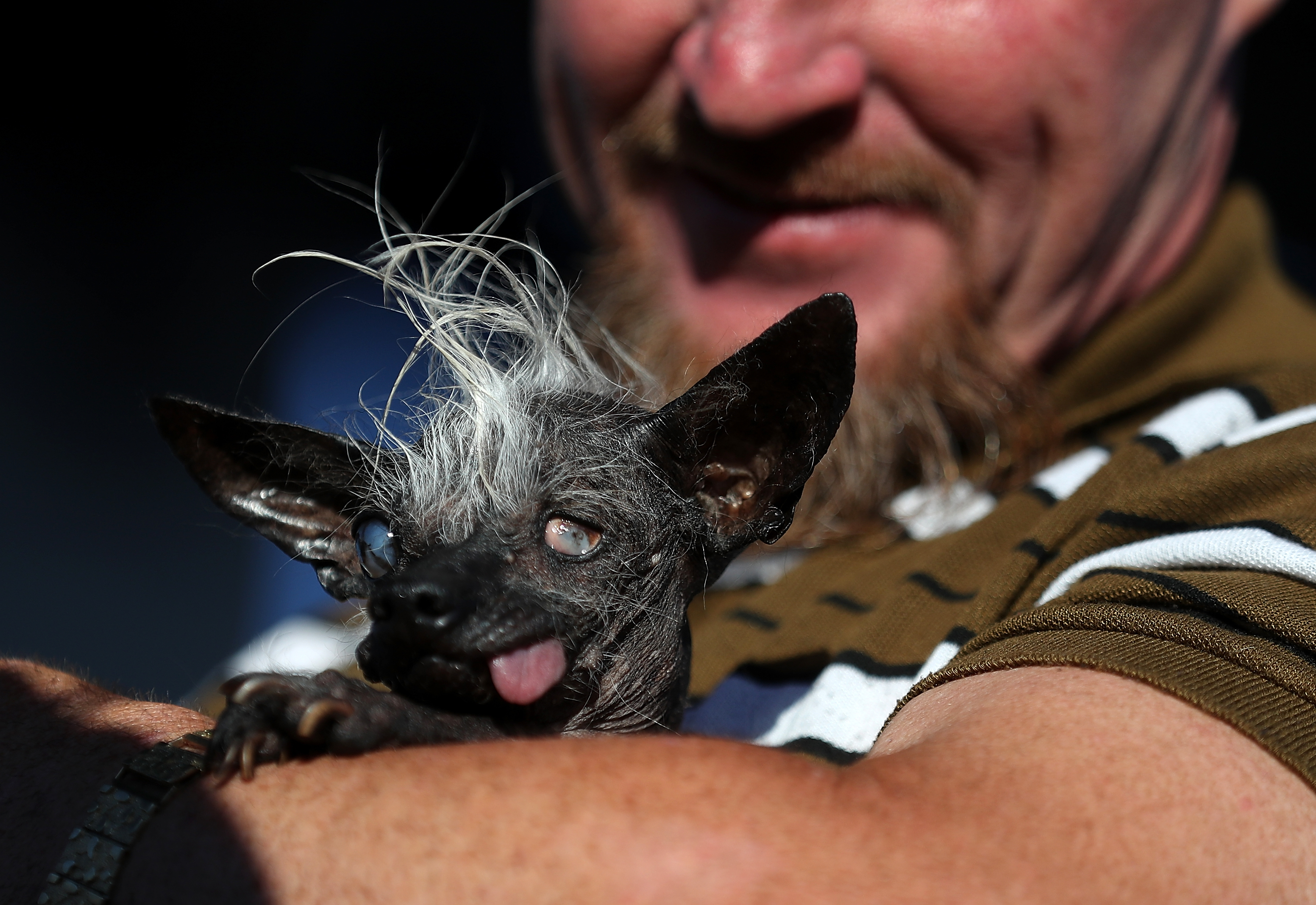 Blind Chinese Crested Chihuahua wins World's Ugliest Dog Contest in
