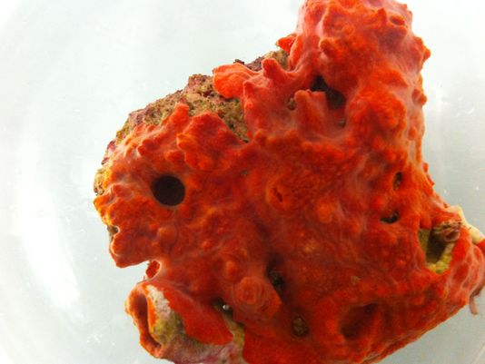 the sea sponge – Scorpion & Toad