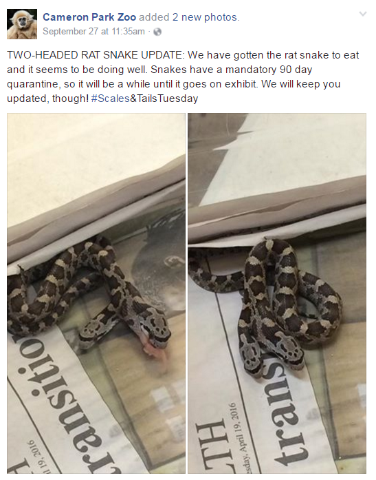 Rare two-headed snake found in Texas yard