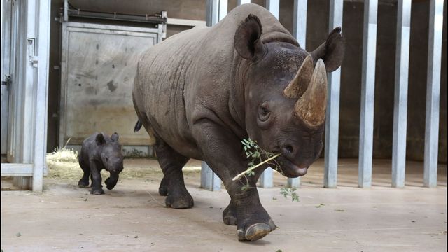 Rare black rhino born at Des Moines zoo - KHOU.com