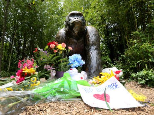 Report Faults Zoo s Gorilla Barrier In Harambe Case Khou report-faults-zoo-s-gorilla-barrier-in-harambe-case-khou