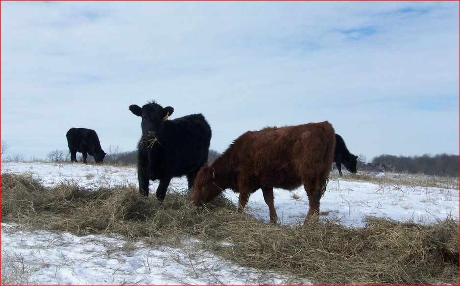 Weather Blog Caring for Cattle in Cold Weather