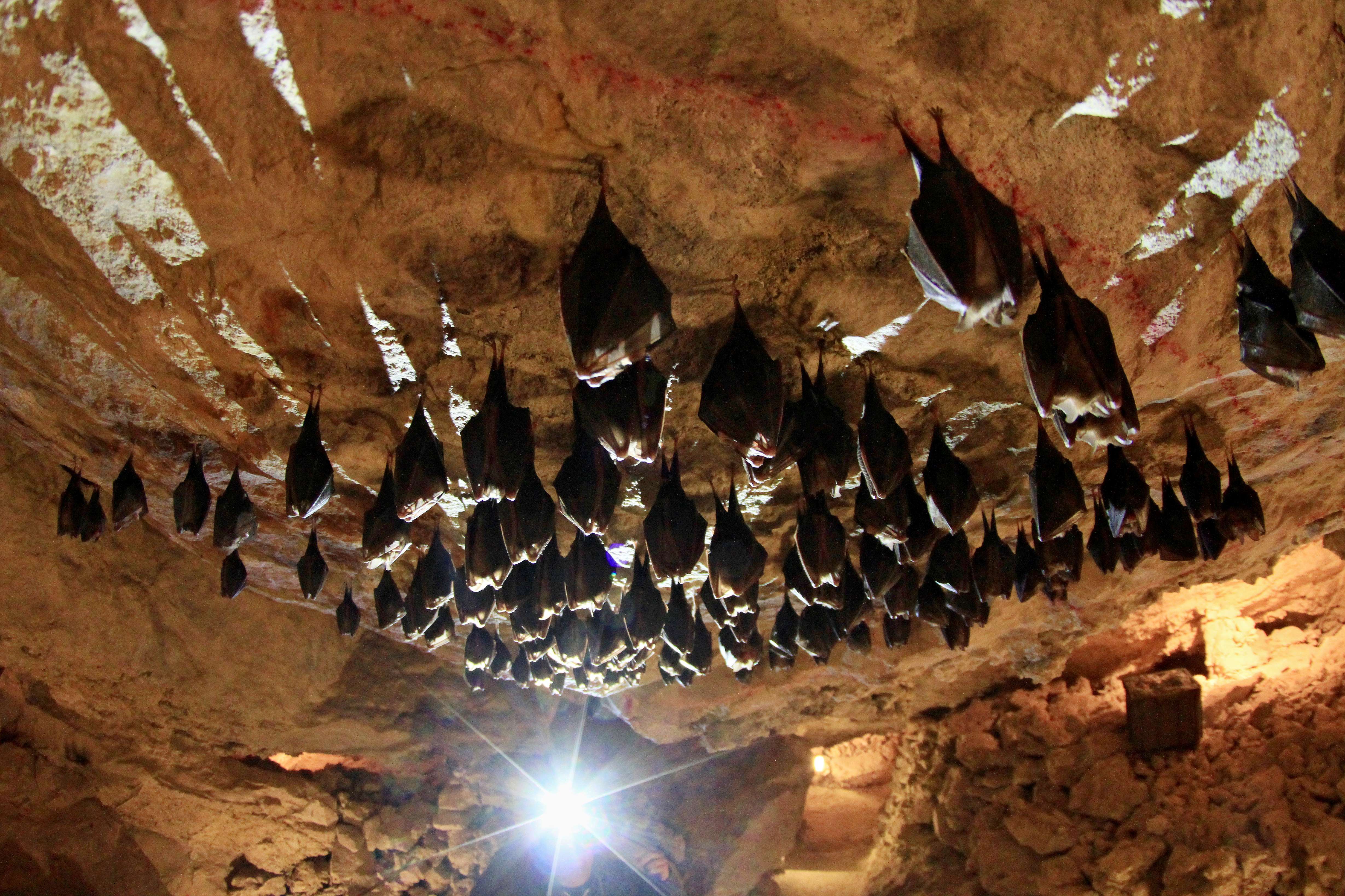 bat-caves-are-noisy-for-a-reason-the-critters-like-to-argue-kens5