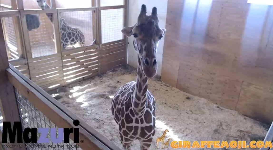 Hesje klif laten we het doen WATCH LIVE: Giraffe cam at Animal Adventure Park | myfoxzone.com
