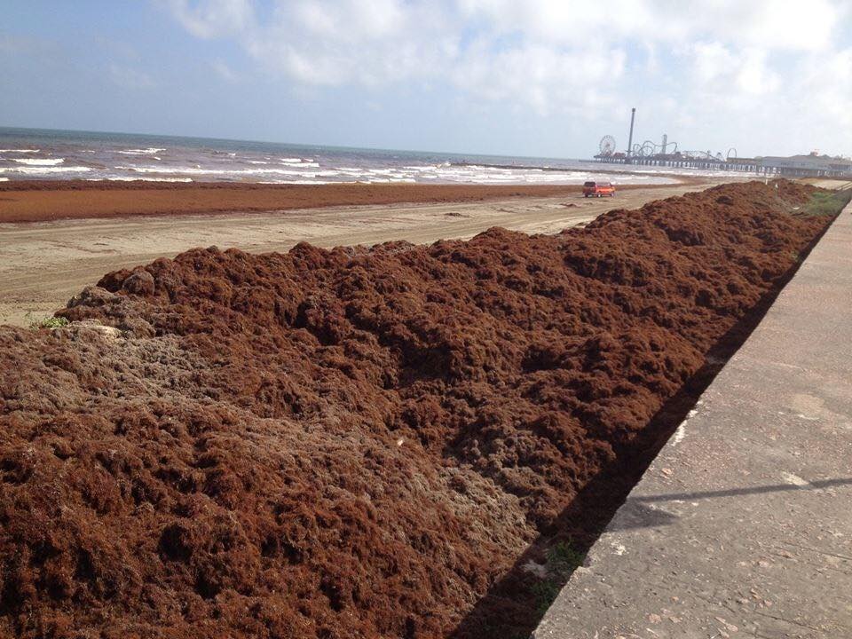 That stinky seaweed is back!