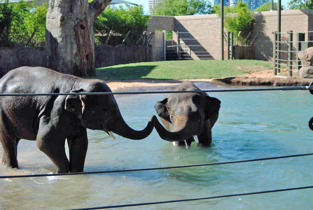 Photos New Mcnair Asian Elephant Exhibit At The Houston Zoo