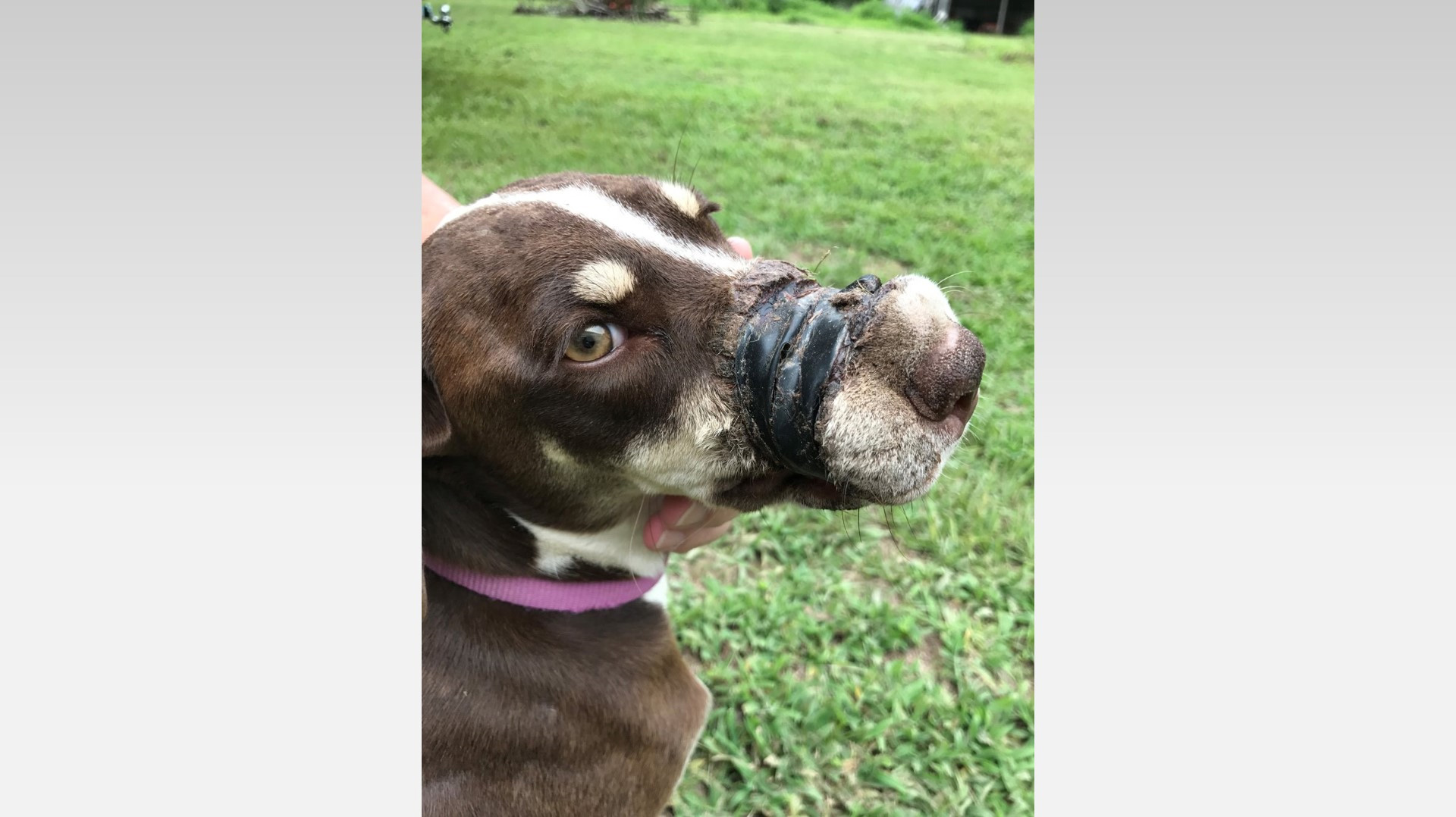 Dog with snout taped shut dumped in Conroe