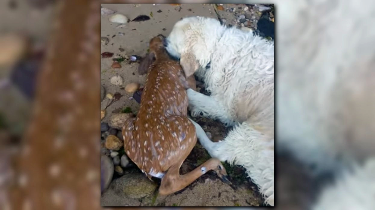 AMAZING VIDEO Dog rescues drowning fawn