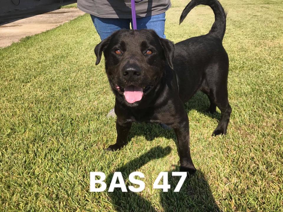 Recovery shelter opens for Galveston Co. pets displaced by Harvey