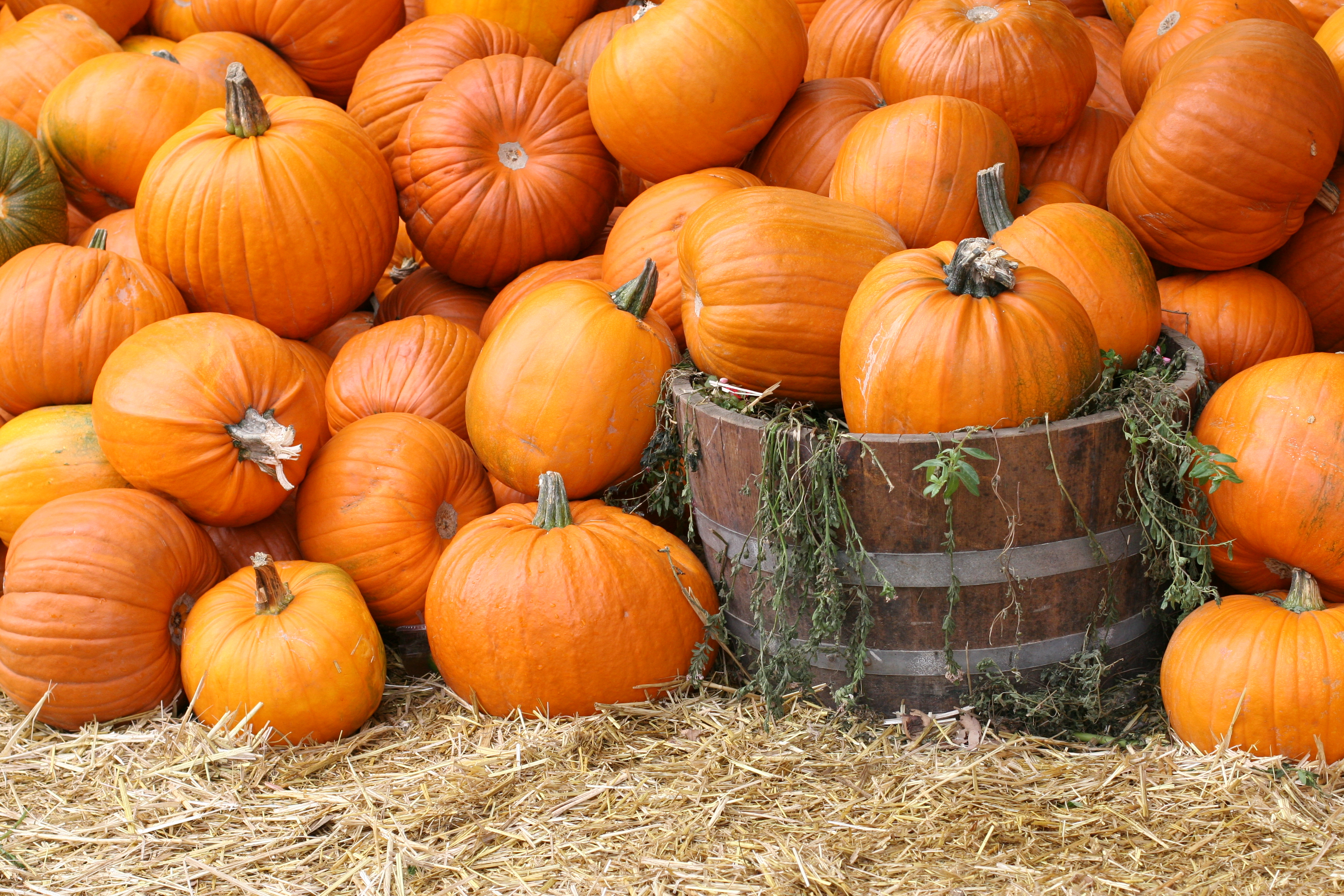 Pumpkin Patch