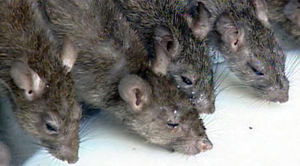 Top 3 Rats List Of Top Rat