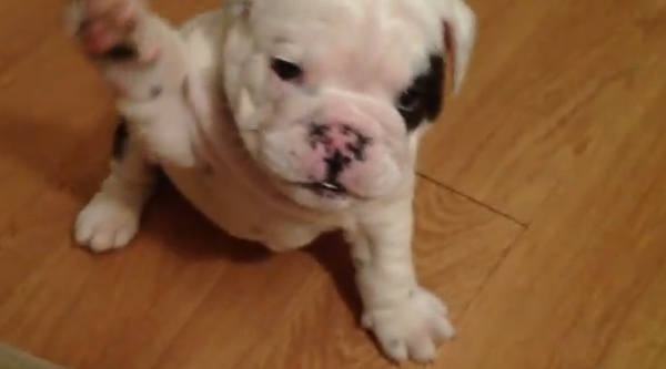 Viral video: Bentley the fussy bulldog puppy | khou.com