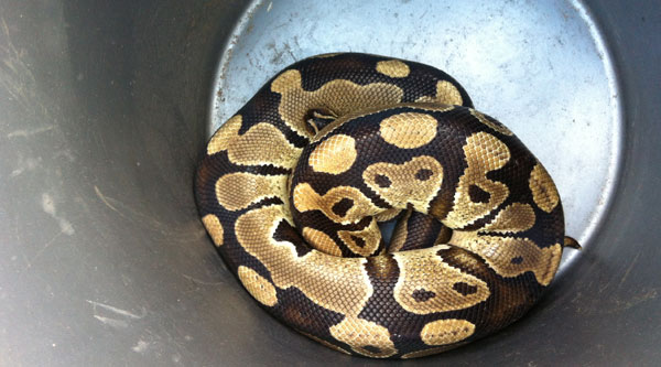 Snakes alive! Houston woman finds python in backyard shed | khou.com