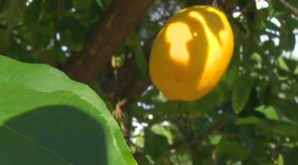 Lemon tree theft has neighbors scratching heads | khou.com