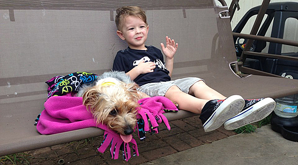 Yorkie left paralyzed after saving boy's life | khou.com
