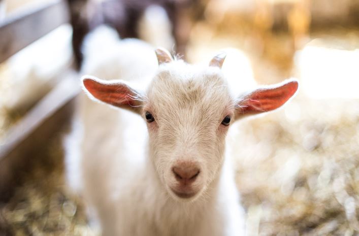 9 goats shot dead at school barn where 30 were shot in July | khou.com
