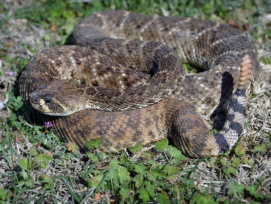 Wichita Falls issues rattlesnake alert | khou.com