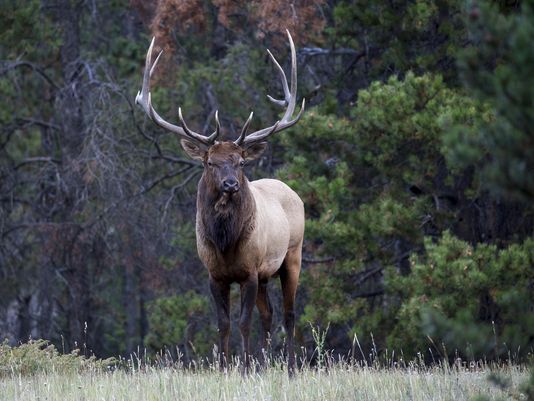 Biologist's accuracy with shotgun saves 2 entangled elk | khou.com