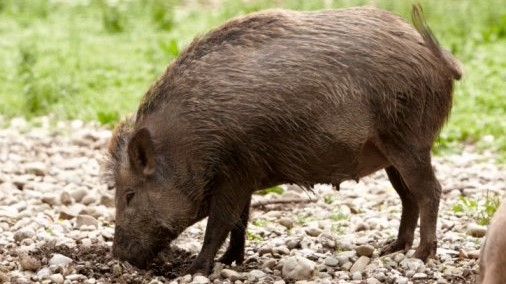 Feral hog poison in Texas on hold, for now | khou.com