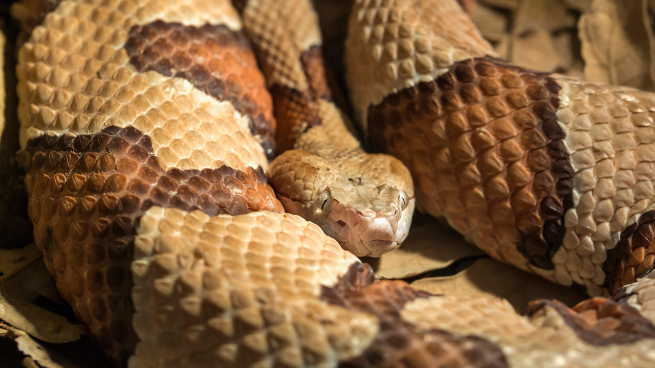 Snakes! Friend or foe? | khou.com