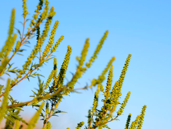 Achooo! It's Ragweed Season | khou.com