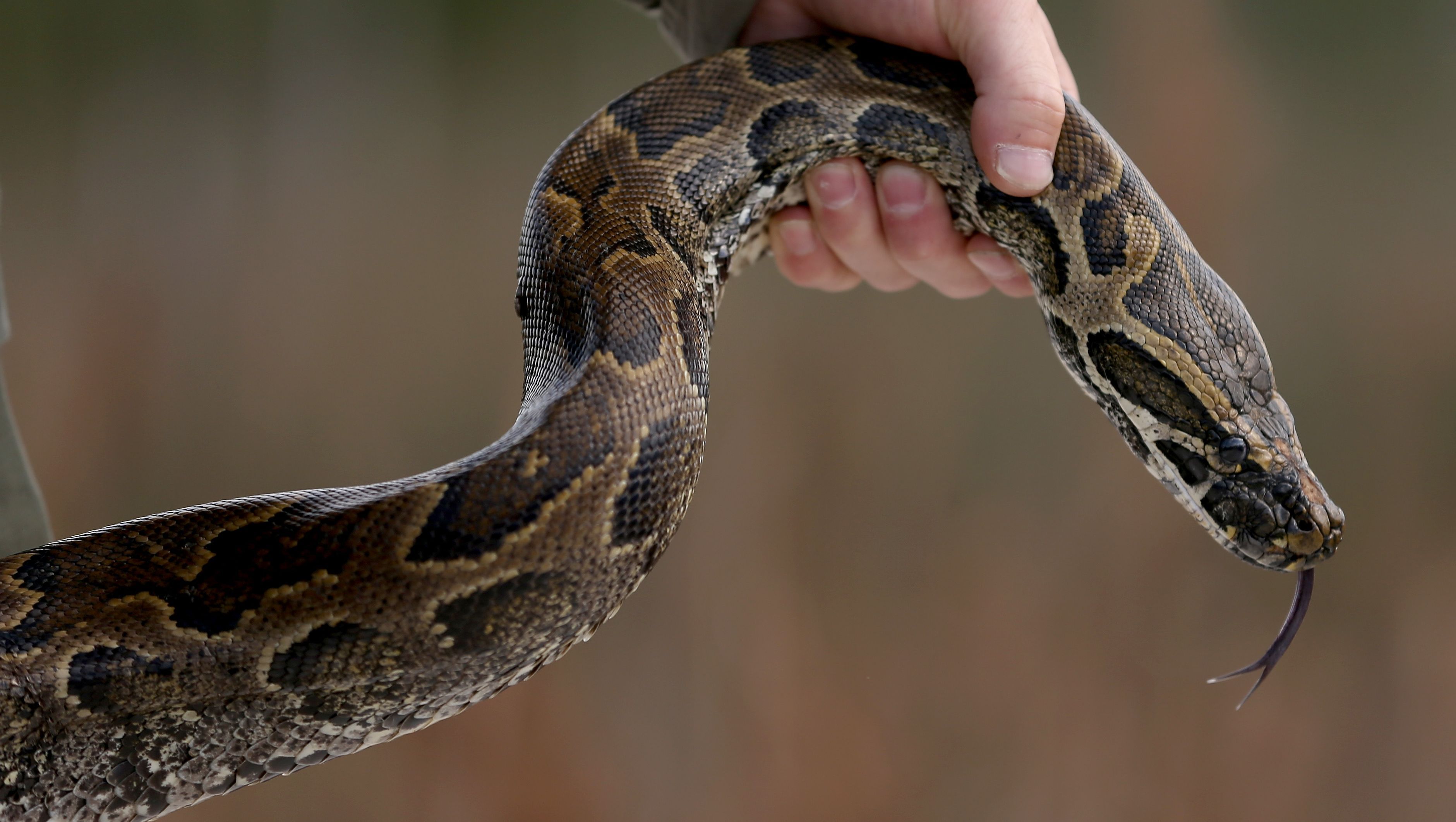 German police pull python out of man's pants after noticing ...